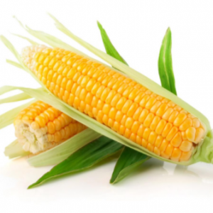 Талісман - кукурудза, 80 000 насінин, Syngenta Голландія фото, цiна